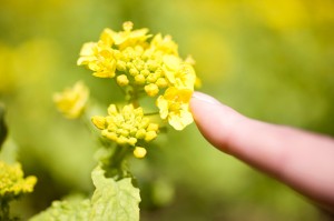 花粉症 鼻づまり